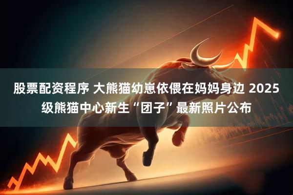 股票配资程序 大熊猫幼崽依偎在妈妈身边 2025级熊猫中心新生“团子”最新照片公布